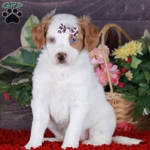 SERENITY, Mini Golden Mountain Doodle Puppy